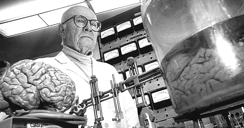 История одной пересадки головы, которой не суждено было состояться - похожая новость на Toplenta