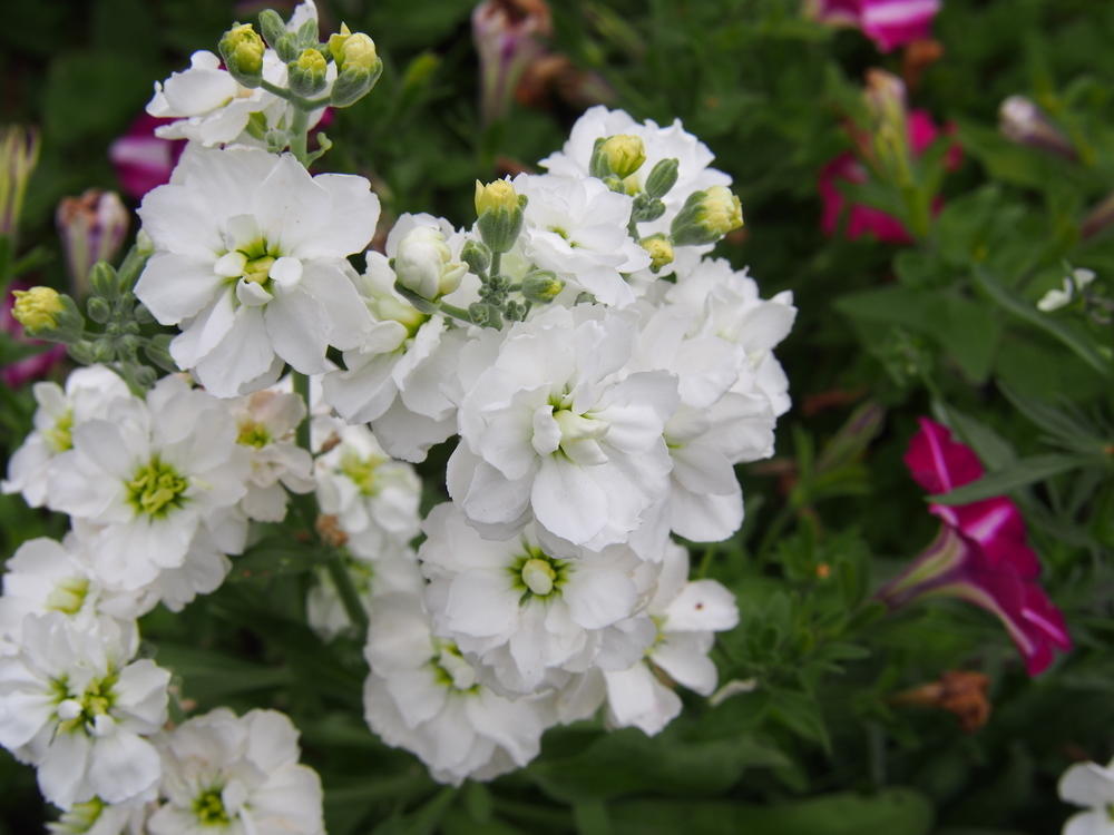 Однолетники с белыми цветками: 10 растений для изысканного цветника цветками, растения, сорта, может, очень, растение, белыми, могут, способом, рассадным, выращивают, можно, цветниках, грунт, растений, цветение, только, культуре, отлично, всего