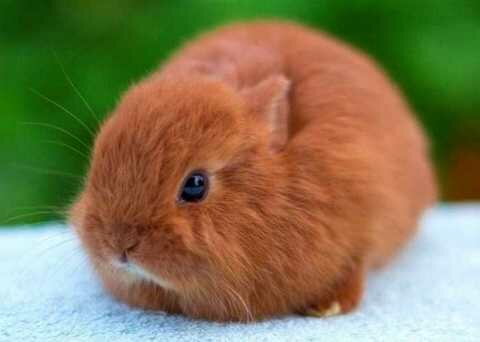 Выбираем декоративного кролика супер