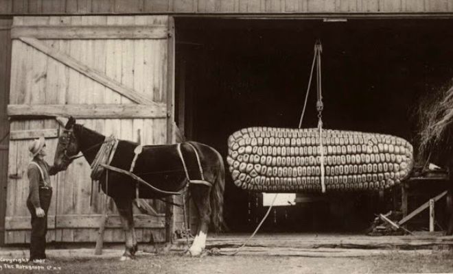Более 100 лет назад люди делали фото с зайцами больше человека и гигантскими овощами. Смотрим фотошоп из 19 века Более 100 лет назад люди делали фото с зайцами больше человека и гигантскими овощами. Смотрим фотошоп из 19 века