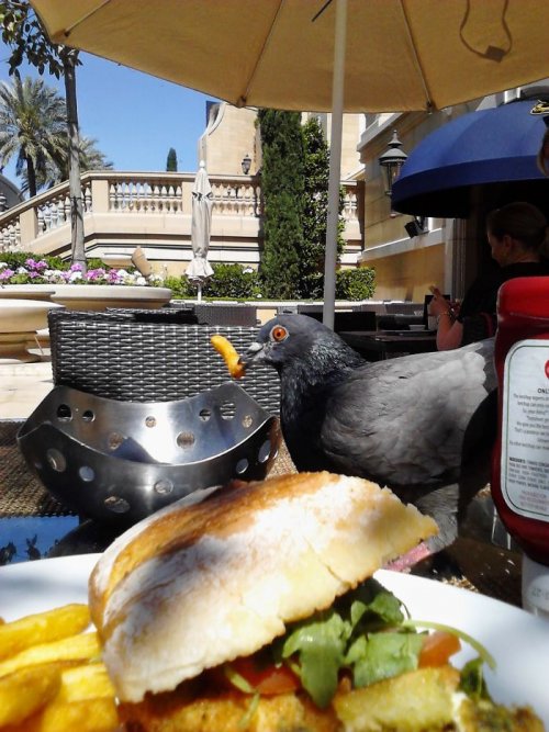 Пернатые бандиты Пернатые бандиты веселые картинки,животные,Истории из жизни,позитив,приколы,Смешные животные