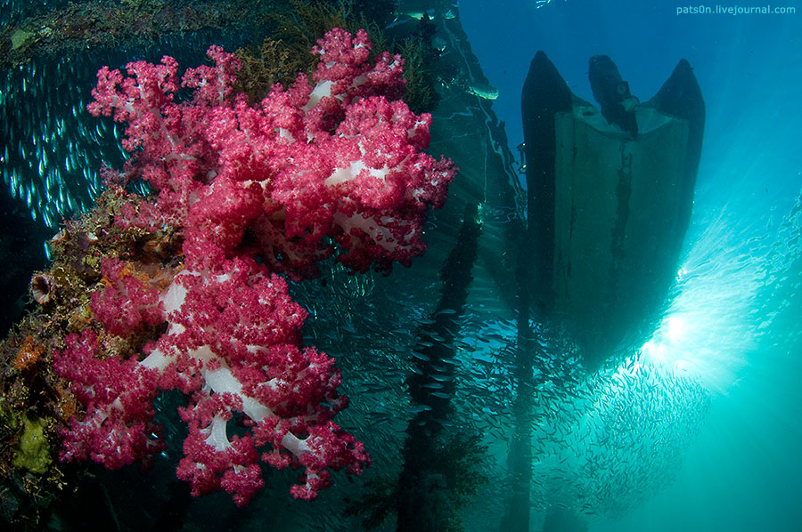 Фотография: Волшебный мир архипелага Раджа Ампат №20 - BigPicture.ru