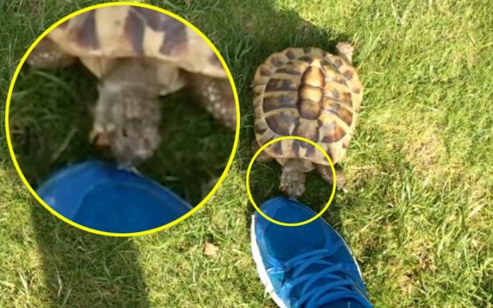 15_MPM-ANGRY_TORTOISE-17-768x480