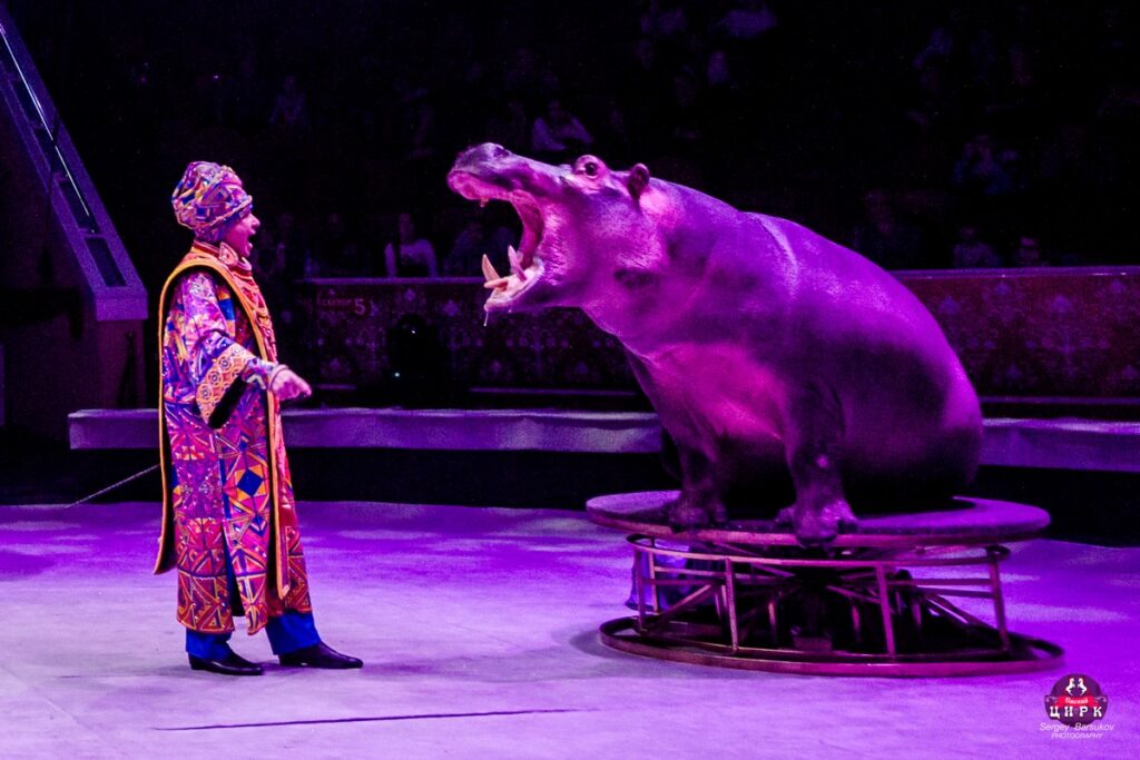 В Рязанском цирке впервые покажут грандиозное Гии Эрадзе шоу «Песчаная сказка»