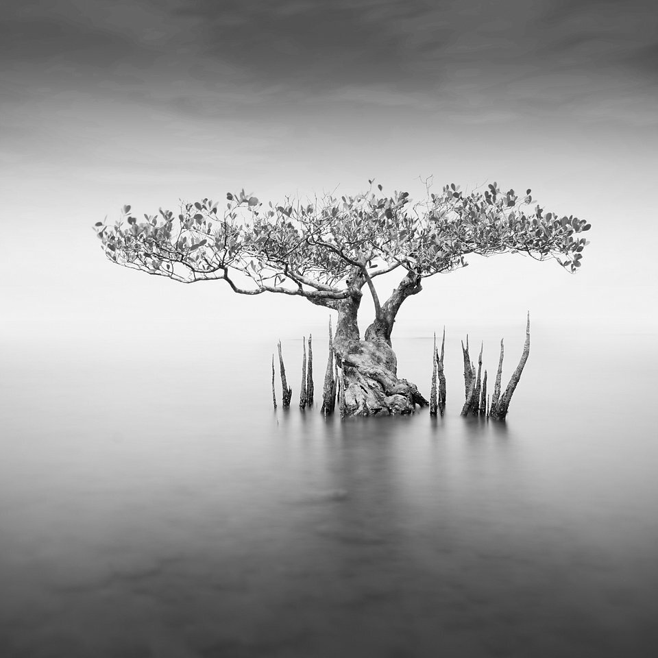 "Дерево в воде". Автор: @ ready.rey (Индонезия). Снято в Малайзии