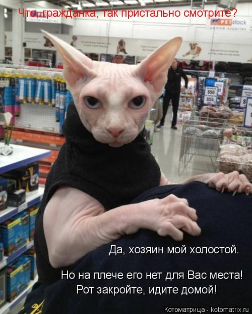 Свежая котоматрица  смешные картинки