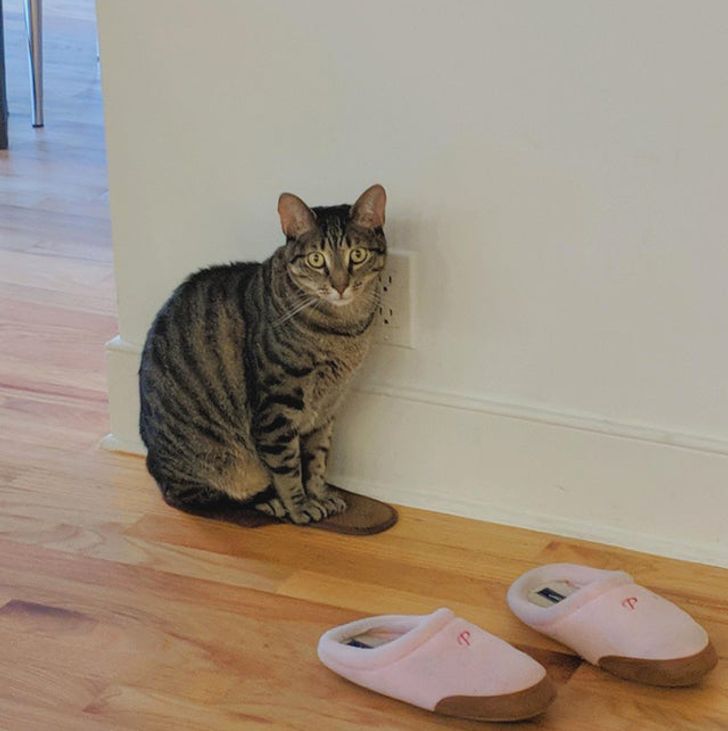 кот ждет хозяина