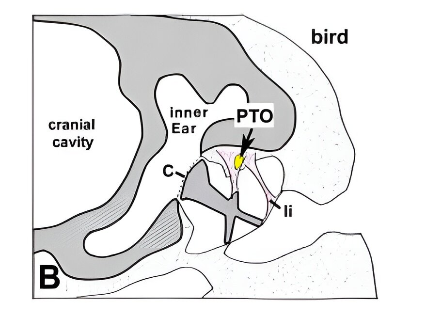 Рисунок, на котором показано расположение paratympanic organ (PTO). Cranial cavity и inner ear — мозговая коробка и полость внутреннего уха соответственно. li — связки. С — стремечко. 