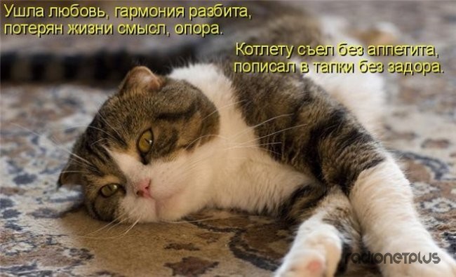 24 картинки развлекательного характера со зверьем 