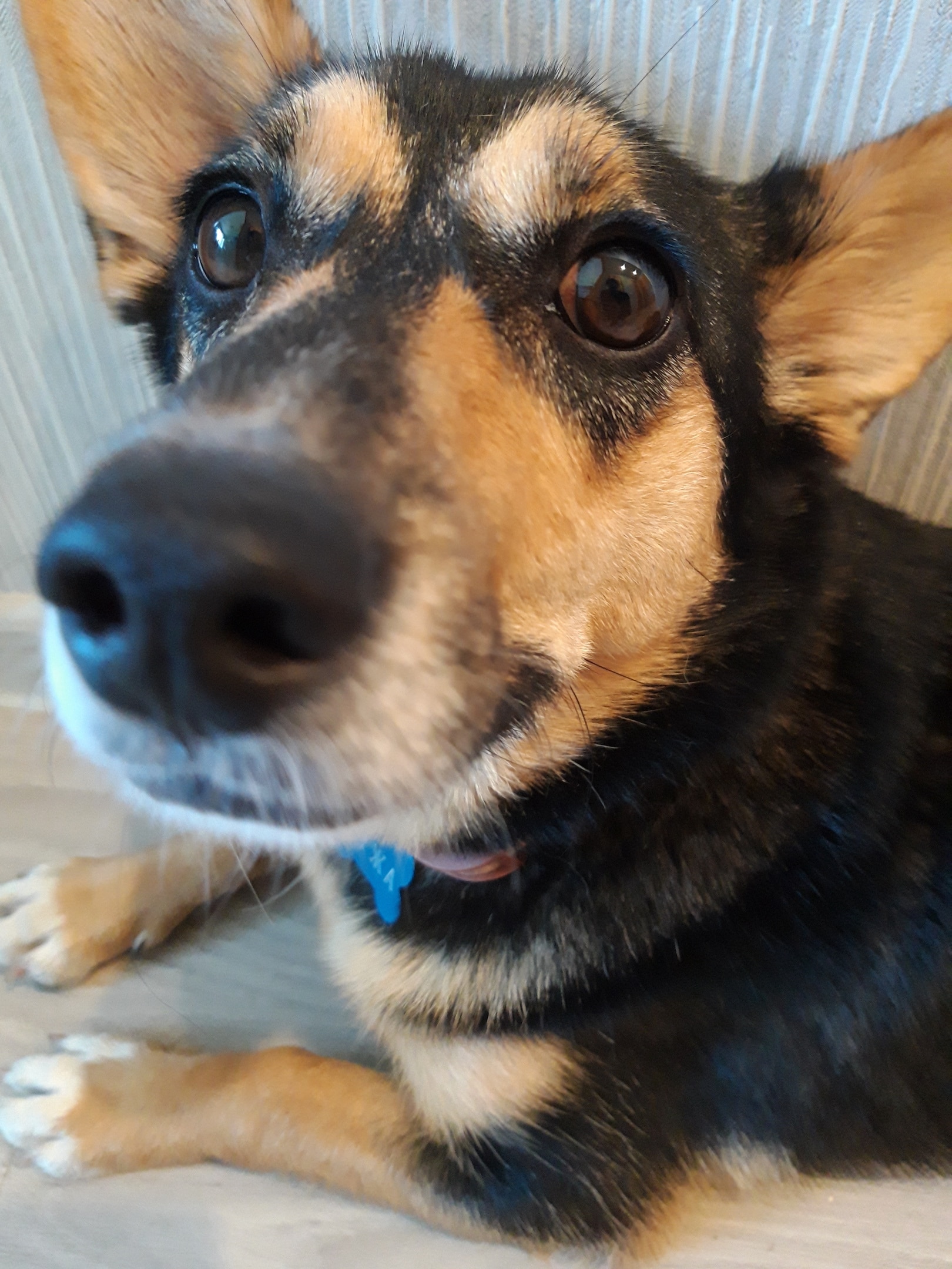 После смерти любимого пса девушка горевала 10 лет. Но однажды подруга попросила присмотреть за Сёмочкой истории из жизни,не всё так грустно