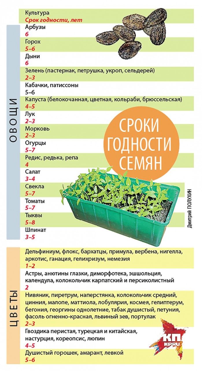 Многие культуры сохраняют всхожесть гораздо дольше 3 лет Фото: Дмитрий ПОЛУХИН
