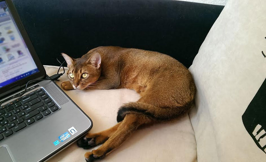 Удаленная работа: за и против Удаленная работа: за и против Интернет,удаленная работа