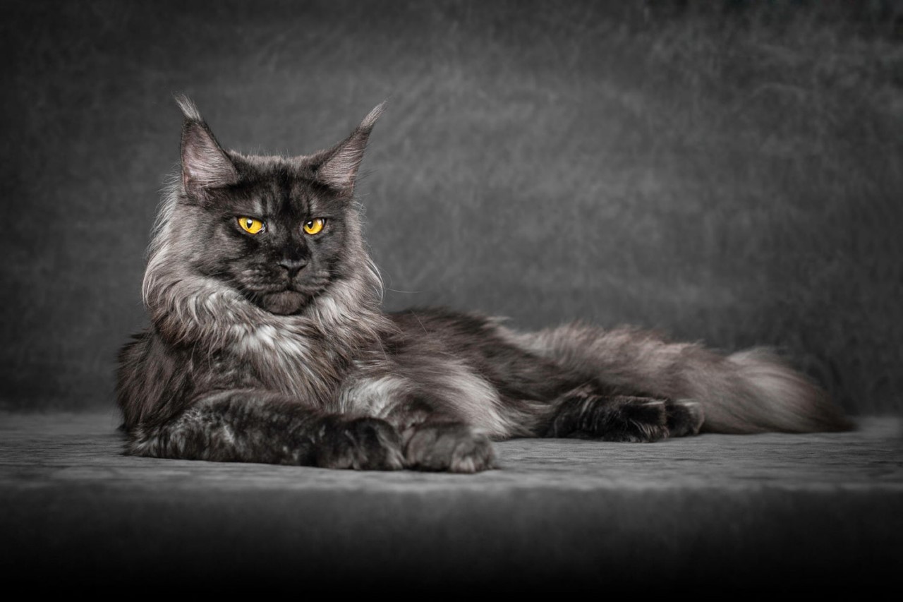 NewPix.ru - Американская енотовая кошка Maine Coon