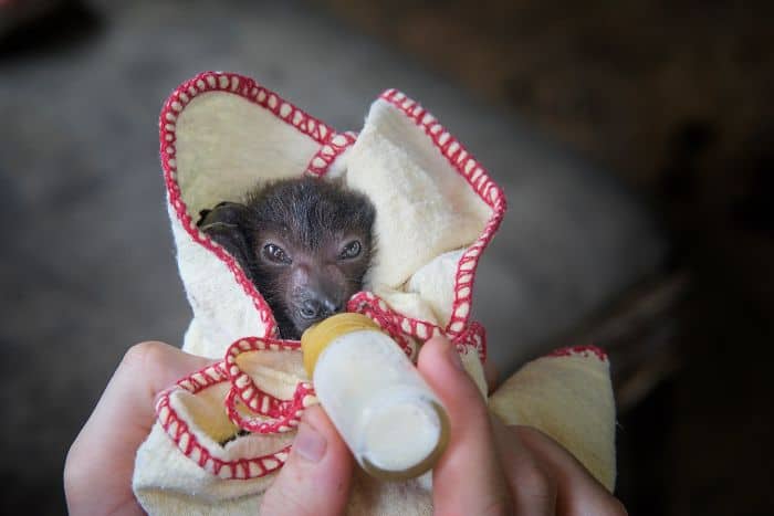 Adorable Bats