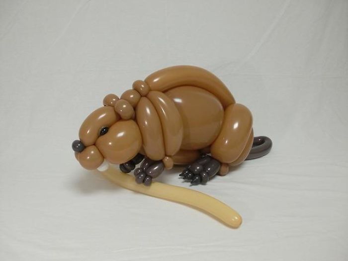 Beaver
