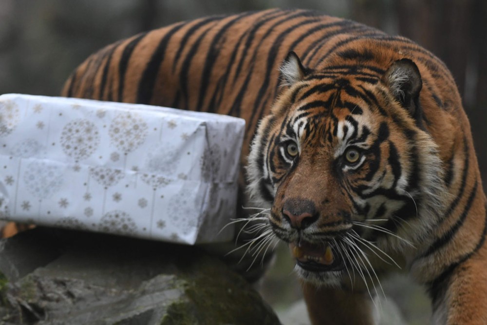 A picture taken on December 23, 2016 shows a Sumatran tiger next to a wrapped package filled with food as a Christmas gift at the zoo of La Fleche, western France, on December 23, 2016. / AFP PHOTO / JEAN-FRANCOIS MONIERJEAN-FRANCOIS MONIER/AFP/Getty Images ** OUTS - ELSENT, FPG, CM - OUTS * NM, PH, VA if sourced by CT, LA or MoD **