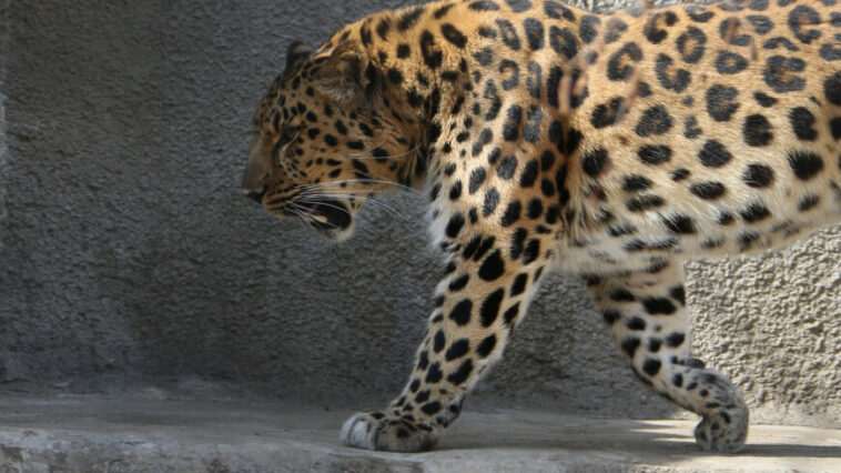 Под Уссурийском леопард попытался напасть на человека