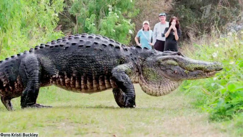 Туристы сняли на камеру аномально огромного аллигатора! Живой динозавр во Флориде пугает туристов