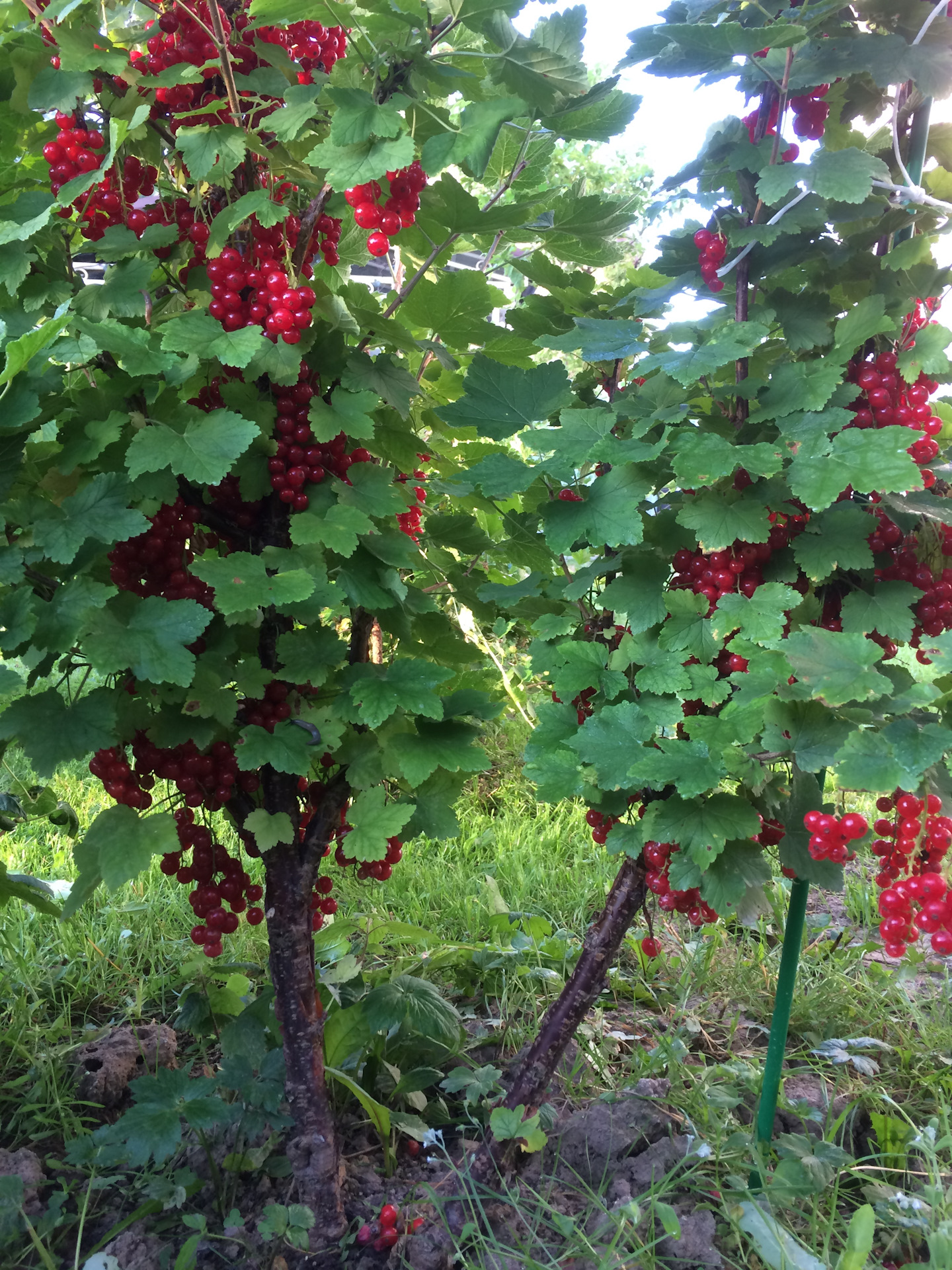 Как превратить куст смородины в дерево