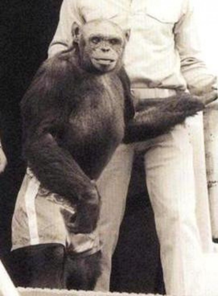 Обезьяна потом. Оливер-гибрид человека и шимпанзе. Шимпанзе Оливер Получеловек. Оливер обезьяна человекообразная.
