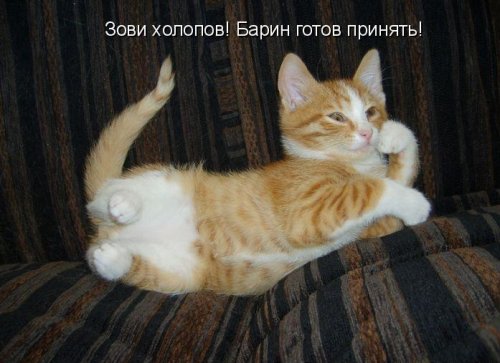 Рыжая котоматрица (12 шт)