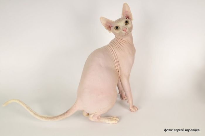 Кошачья фотосессия Кошачья фотосессия