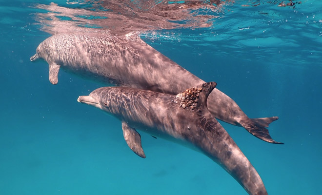Дельфины стали скучать по людям и начали приносить на берег подарки со дна океана, чтобы привлечь внимание Культура
