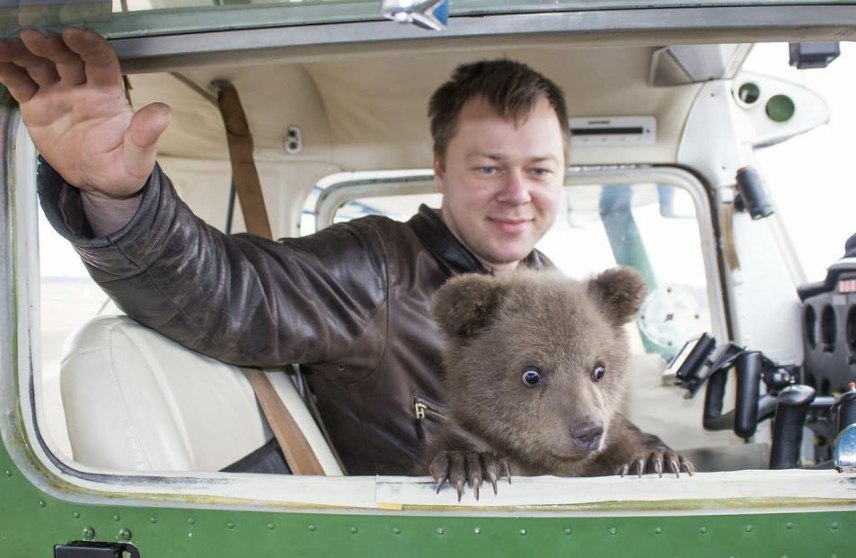 Медведь пришел к людям дважды, а потом остался у них жить медведь, вернулся, взлетной, второй, спорткомплекса, заповедник, остался, медвежонок, привязанность, Директору, вышло, отдать, хищником Попробовали, человеку, килограмм, смотря, весил, отдавать, нужно, понятно