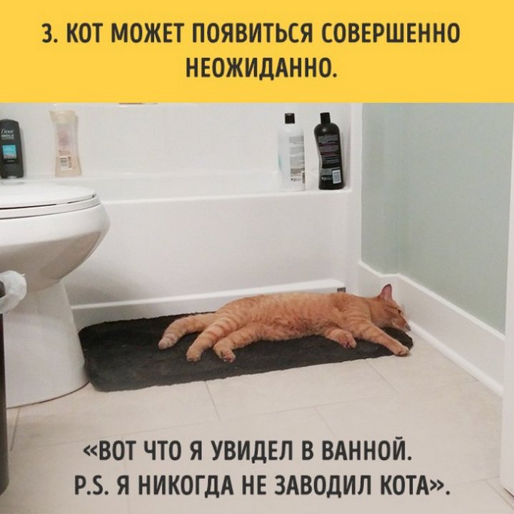 Завести кота. Завести котика. Когда кота заведешь. Как завести кота. Посоветовали завести кота.