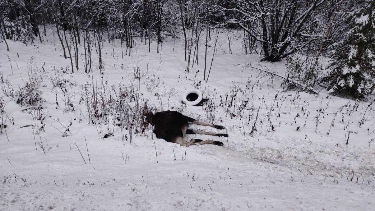 Иномарка протаранила лося на трассе в Прикамье, появилось фото