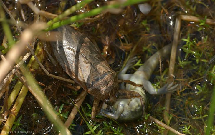 8 необычайно огромных насекомых планеты животный мир,насекомые