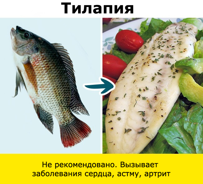 Рыба, сом, макрель, скумбрия, тунец, угорь, пангасиус, сибас, морской окунь, гемпилотоксин, масляная рыба, тайлфиш, гребнеголов, рыбалка, ртуть, нитрофуразон, Вьетнам, Меконг, 
