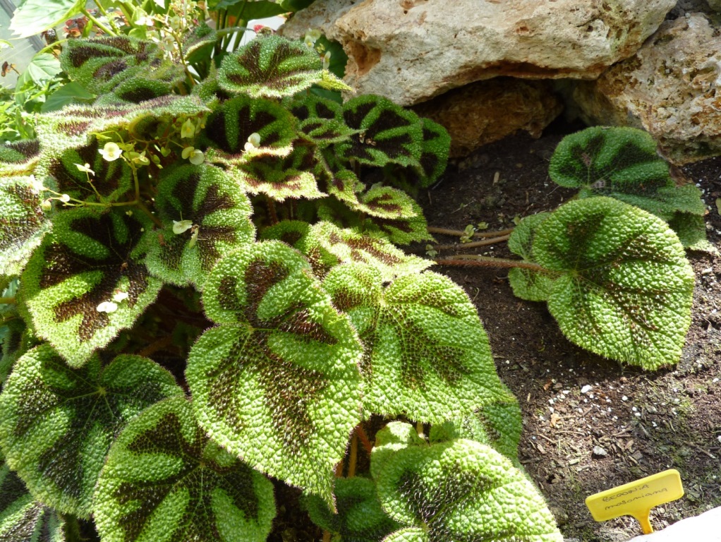 Бегония Мэсона (лат. Begonia masoniana)