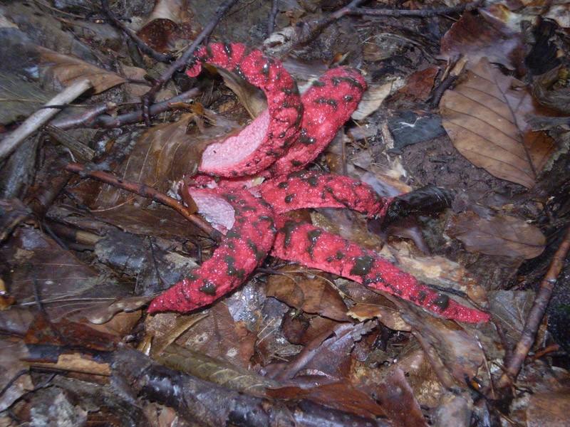 Самые жуткие растения в мире, которые растут, возможно, у вашего дома Самые жуткие растения в мире, которые растут, возможно, у вашего дома природа,растения,цветы