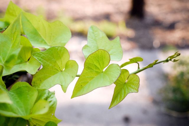 Съедобная ботва — полезная зелень от обычных овощей готовим дома,дача,сад и огород