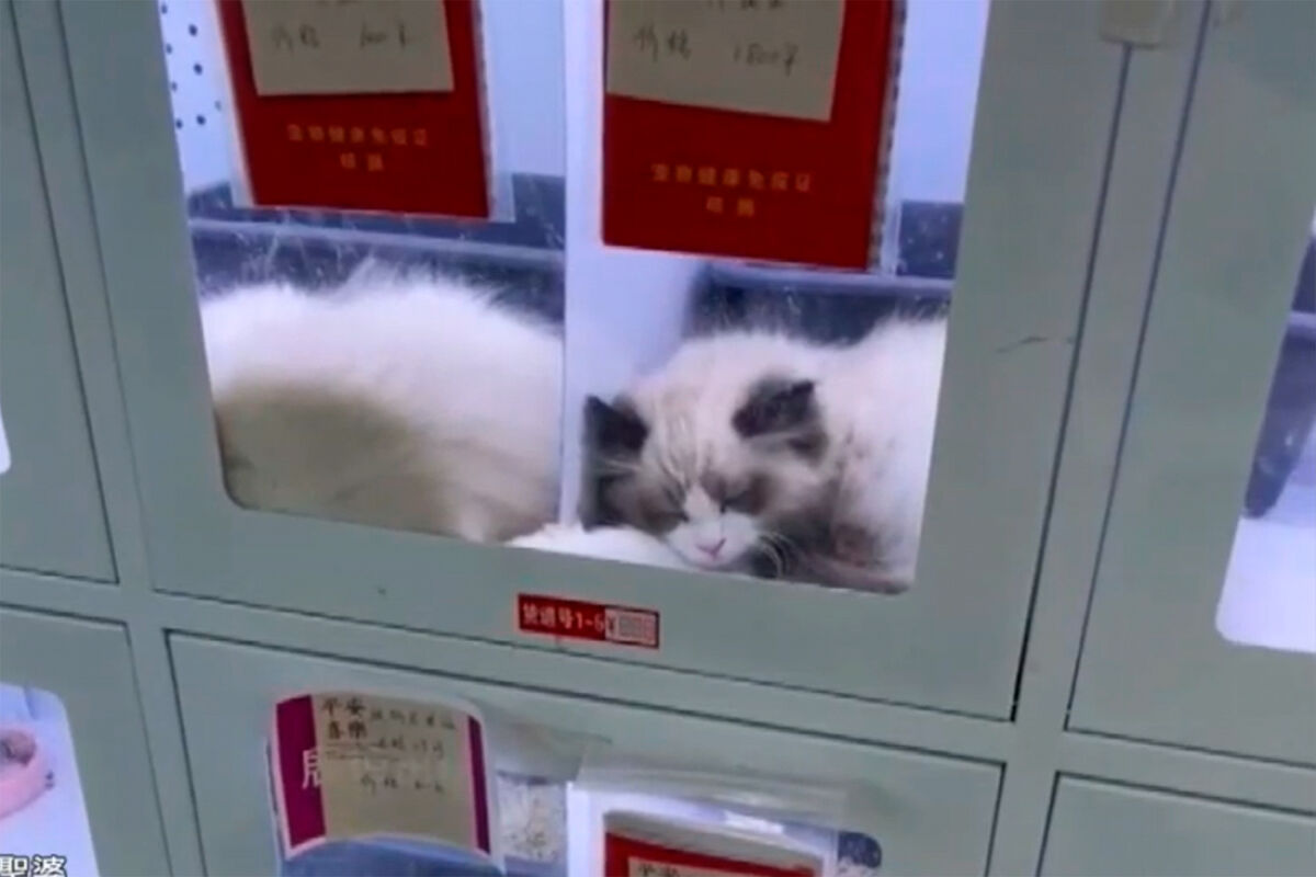В Китае народ возмутился автоматами по продаже живых кошек и собак