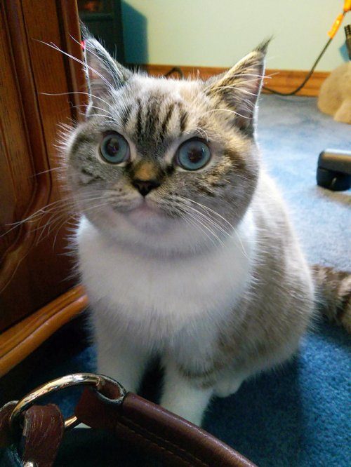 Когда мяукаешь кошке в ответ Когда мяукаешь кошке в ответ