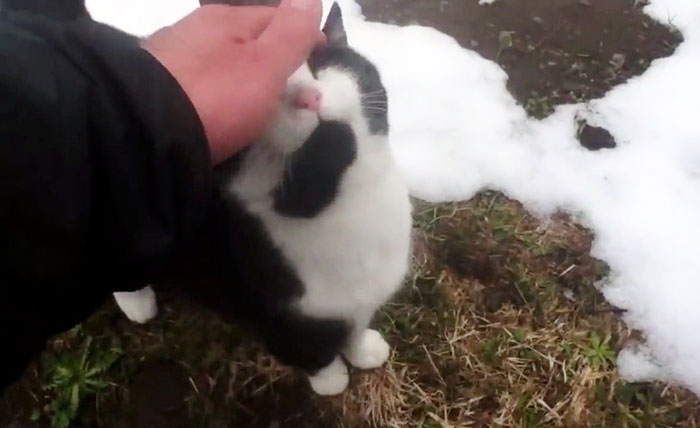 Без кота и жизнь не та