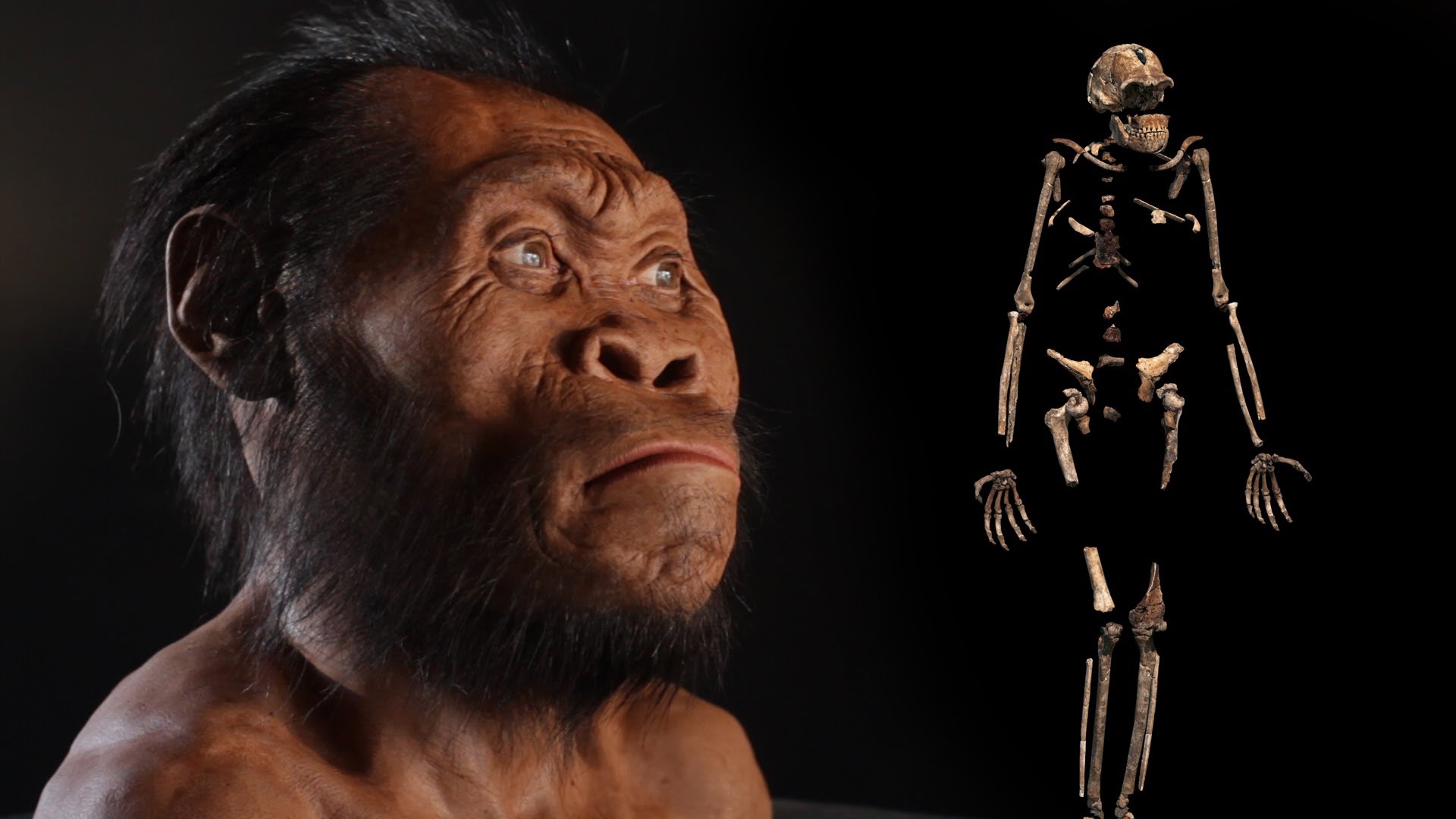 Живые предки человека. Homo Naledi. Graecopithecus freybergi. Homo Naledi фото.