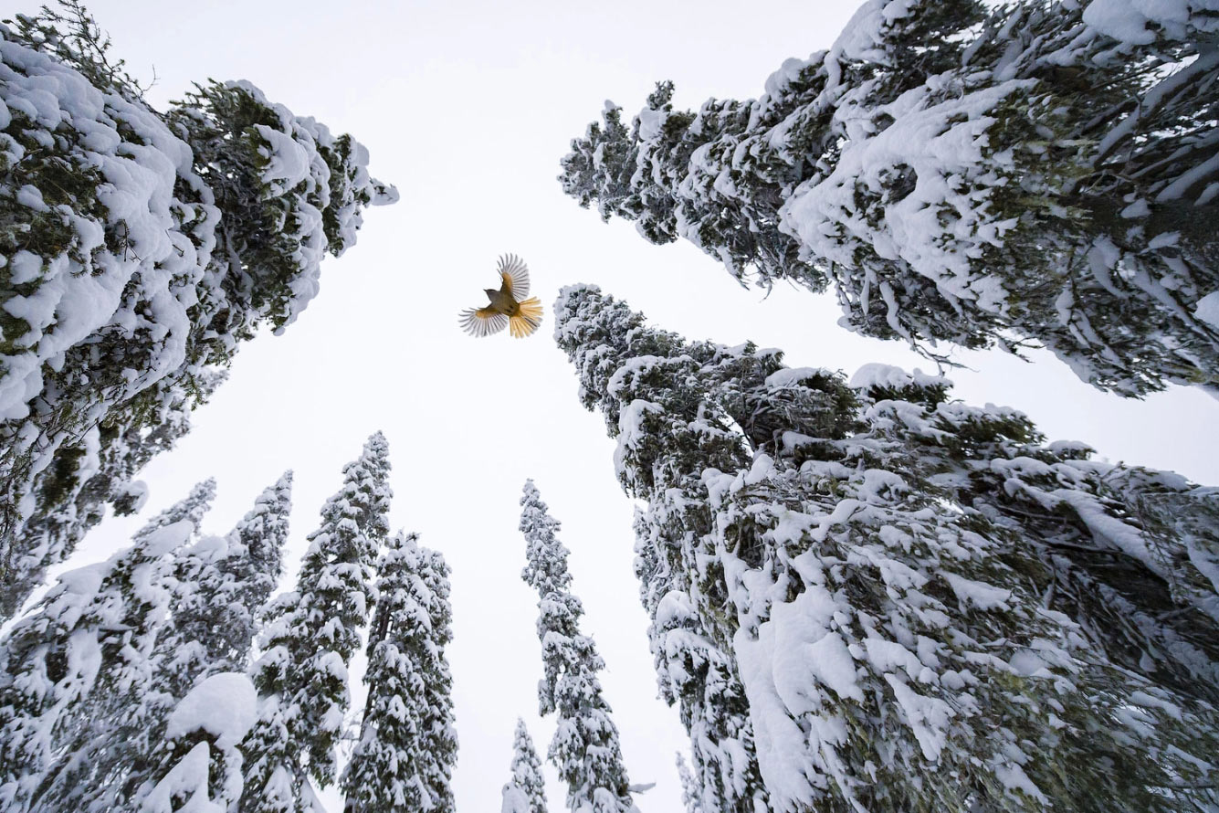 Победители Wildlife Photographer of the Year 2021 Wildlife, Photographer, видов, Подборка, Название, преимущественно, распространённых, Насчитывают, другому, относится, гаррупы, каменных, окуней, области, семейства, лучепёрых, YearГруперы, Lafuente, Javier, ландшафта