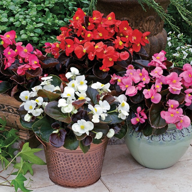 Бегония вечноцветущая (Begonia x semperflorens-cultorum)