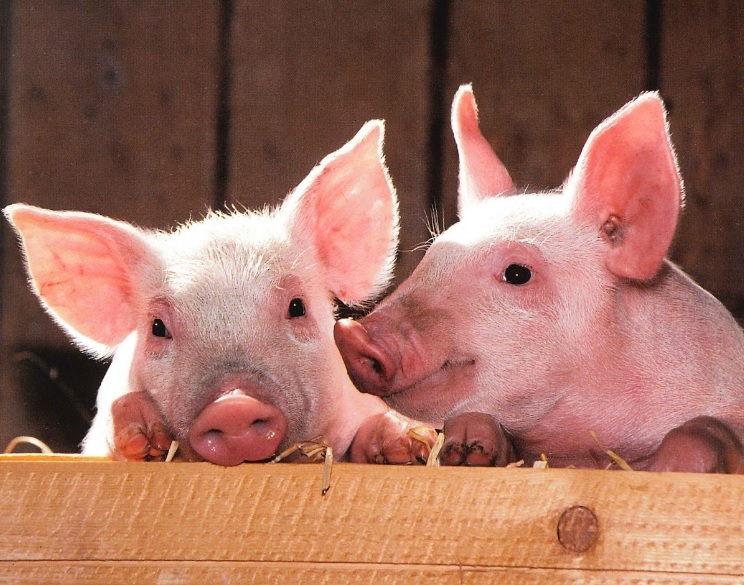 Из-за африканской чумы свиней установили карантин в Тамбовской области