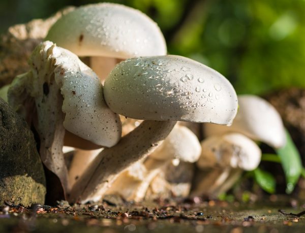 mushroom-372044_1280  Где собирают грибы в Англии mushroom 372044 1280 e1476986177827