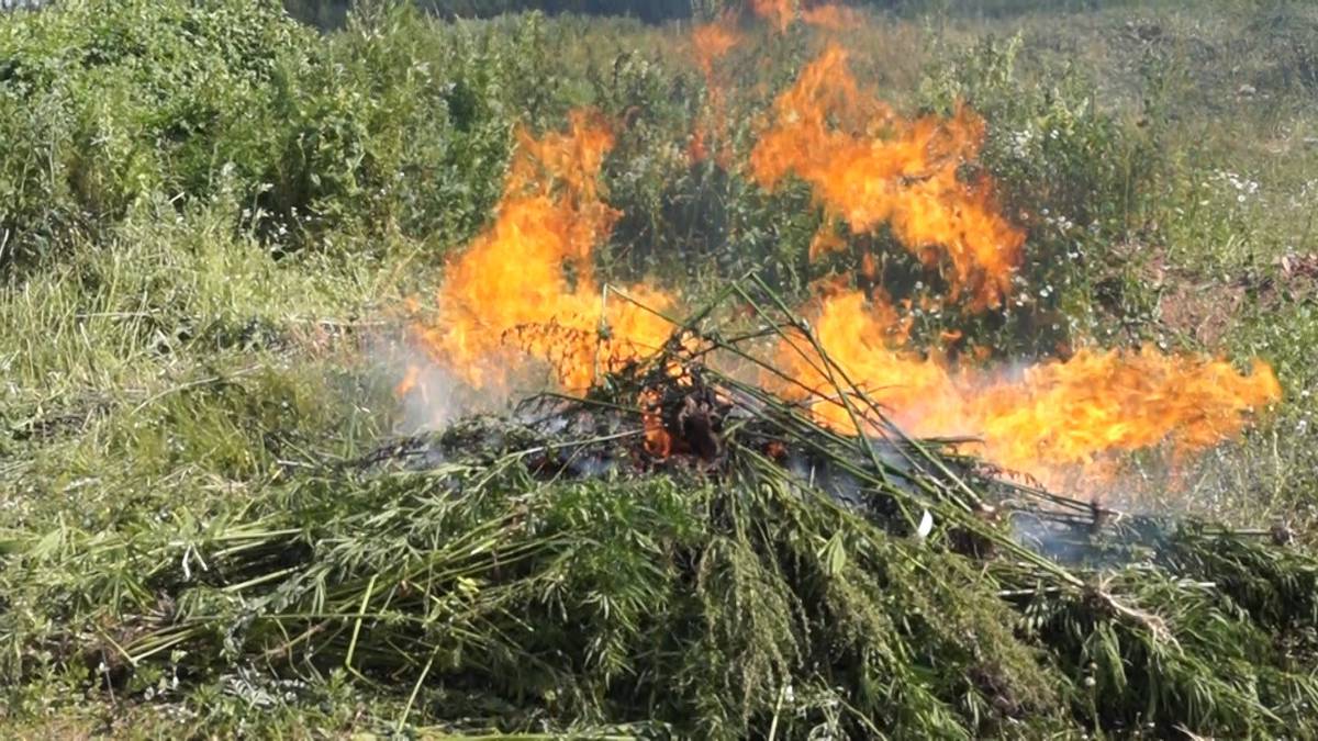 Около 300 кустов конопли сожгли полицейские в Подмосковье