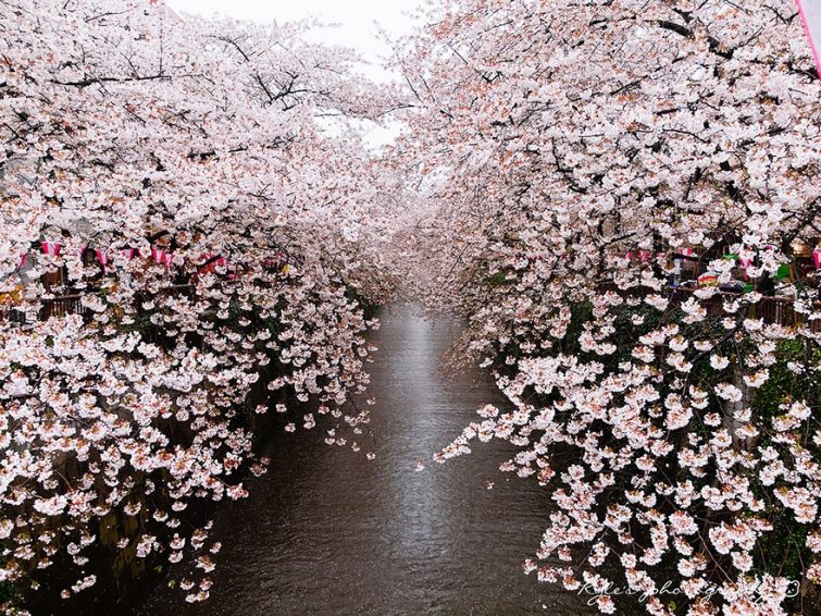 Цветение сакуры в Японии на фото весна,сакура,Япония
