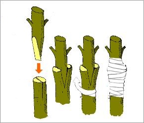 grafting-process