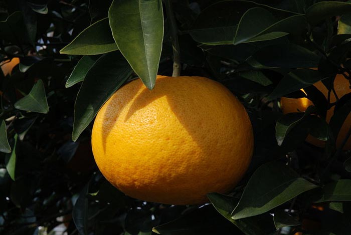 Цитрусовые, которые вы, вероятно, еще не пробовали только, который, цитрус, имеет, мандарин, цитрусовых, плоды, плодов, мякоть, Индии, попробовать, мандарина, напоминает, множество, лимон, которые, родом, используют, мандарины, употребляют