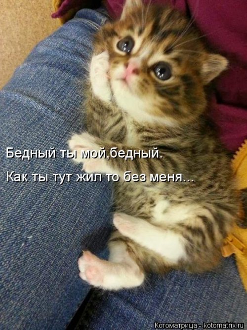 Свежая котоматрица для всех  смешные картинки