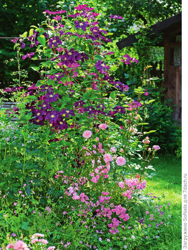 Клематис в вашем саду, или Да здравствует король! Клематис, Clematis, цветками, клематиса, клематис, viticella, texensis, тексенский, которые, плети, фиолетовый, почвы, крупноцветковый, мелкими, нужно, можно, именно, цветки, цельнолистный, представителей