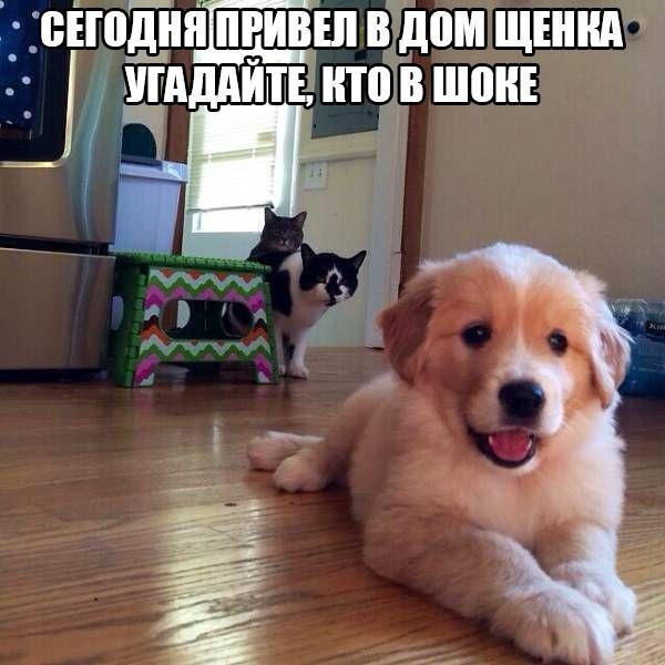 Смешные картинки с надписями прикол, юмор